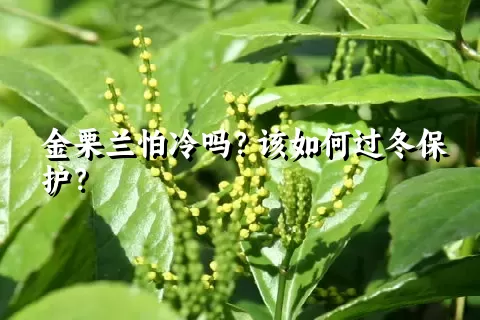 金栗兰怕冷吗？该如何过冬保护？