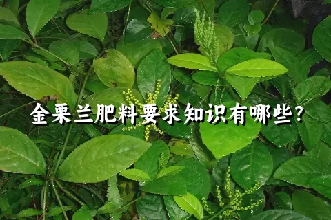 金栗兰肥料要求知识有哪些？