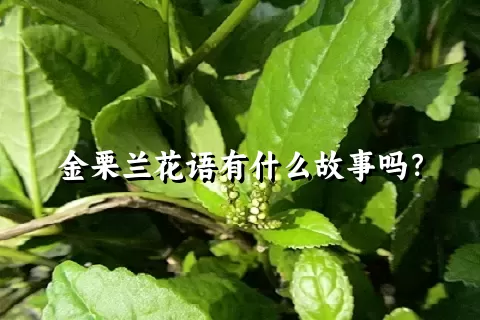 金栗兰花语有什么故事吗？
