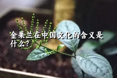 金栗兰在中国文化的含义是什么？