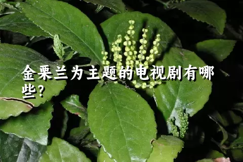 金栗兰为主题的电视剧有哪些？