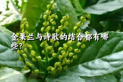 金栗兰与诗歌的结合都有哪些？