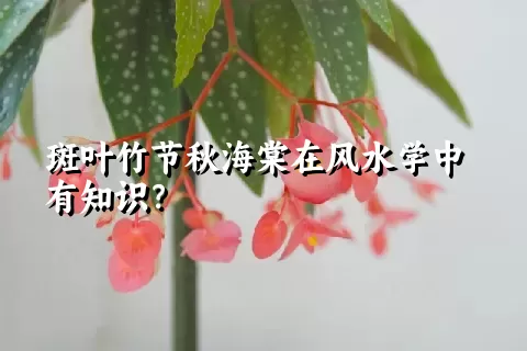 斑叶竹节秋海棠在风水学中有知识？