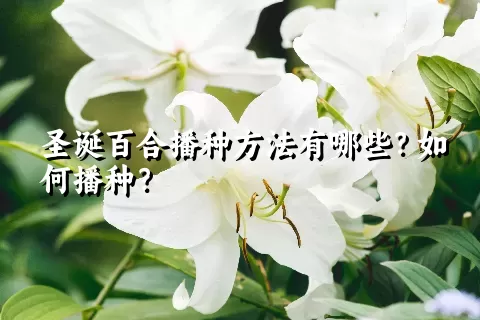 圣诞百合播种方法有哪些？如何播种？