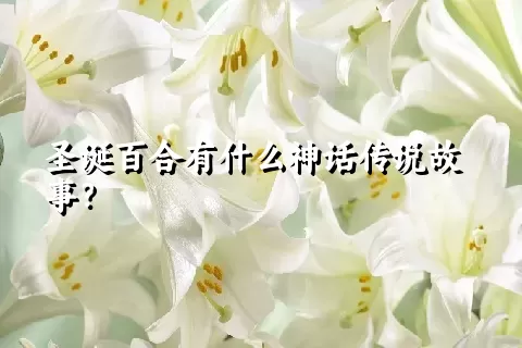 圣诞百合有什么神话传说故事？