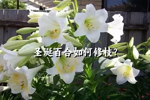 圣诞百合如何修枝？
