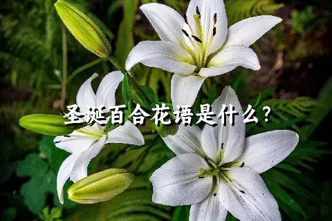 圣诞百合花语是什么？