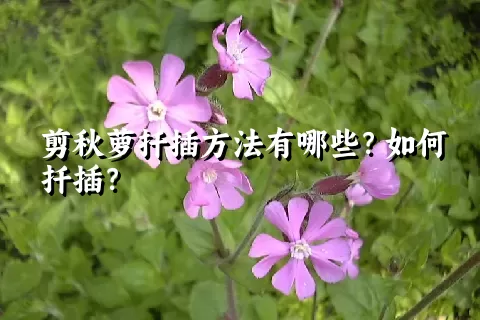 剪秋萝扦插方法有哪些？如何扦插？