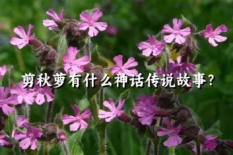剪秋萝有什么神话传说故事？
