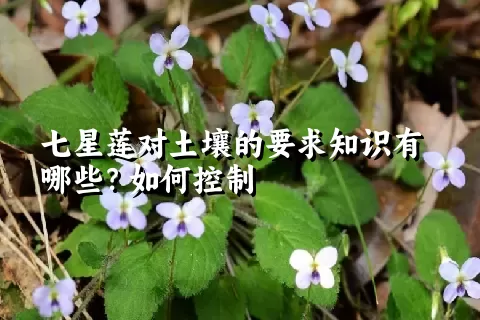 七星莲对土壤的要求知识有哪些？如何控制