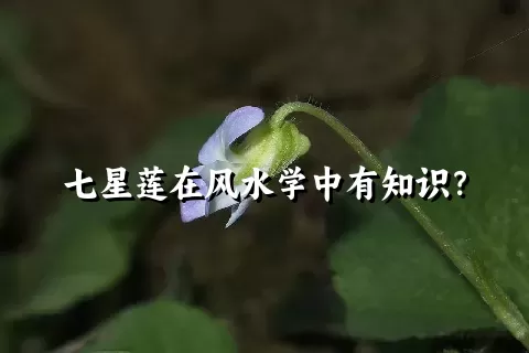 七星莲在风水学中有知识？
