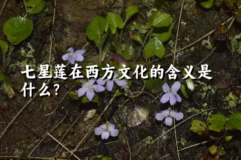 七星莲在西方文化的含义是什么？