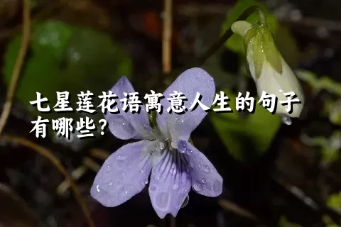 七星莲花语寓意人生的句子有哪些？
