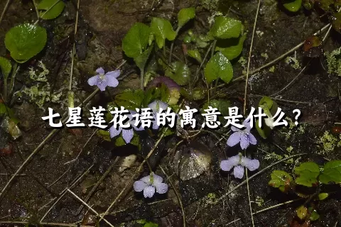 七星莲花语的寓意是什么？