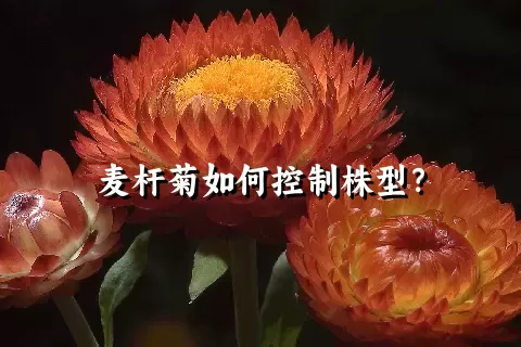 麦杆菊如何控制株型？