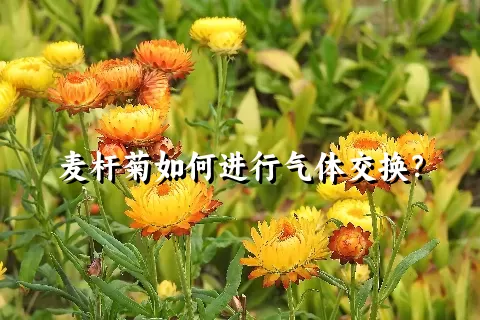 麦杆菊如何进行气体交换？