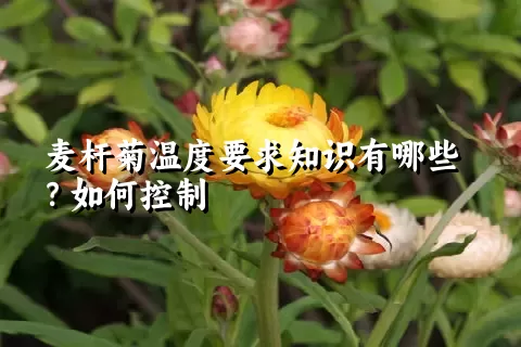 麦杆菊温度要求知识有哪些？如何控制