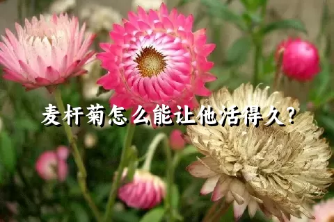 麦杆菊怎么能让他活得久？