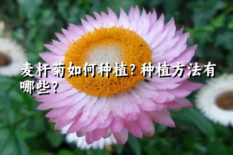 麦杆菊如何种植？种植方法有哪些？