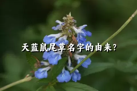 天蓝鼠尾草名字的由来？