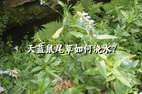 天蓝鼠尾草如何浇水？