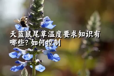 天蓝鼠尾草温度要求知识有哪些？如何控制