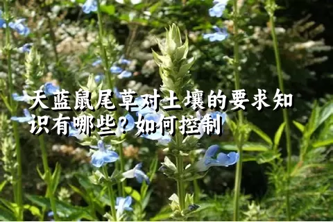 天蓝鼠尾草对土壤的要求知识有哪些？如何控制