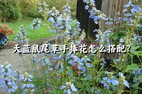 天蓝鼠尾草手捧花怎么搭配？