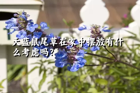 天蓝鼠尾草在家中摆放有什么考虑吗？
