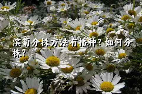 滨菊分株方法有播种？如何分株？