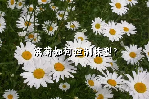 滨菊如何控制株型？