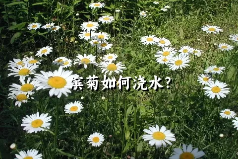 滨菊如何浇水？
