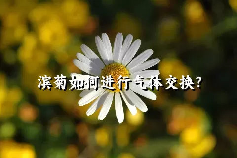 滨菊如何进行气体交换？