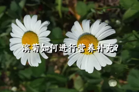 滨菊如何进行营养补充？