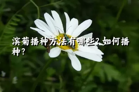 滨菊播种方法有哪些？如何播种？