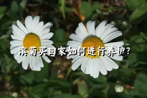 滨菊买回家如何进行养护？