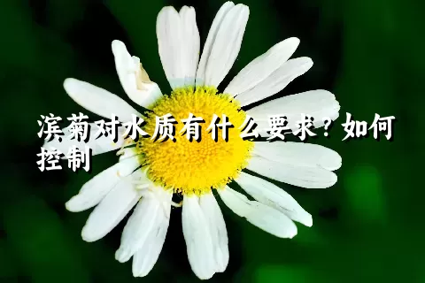 滨菊对水质有什么要求？如何控制