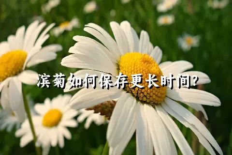 滨菊如何保存更长时间？