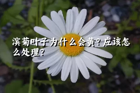 滨菊叶子为什么会黄？应该怎么处理？