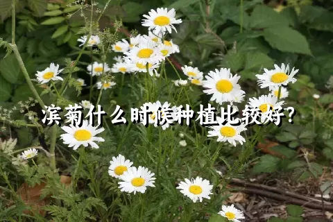 滨菊什么时候种植比较好？