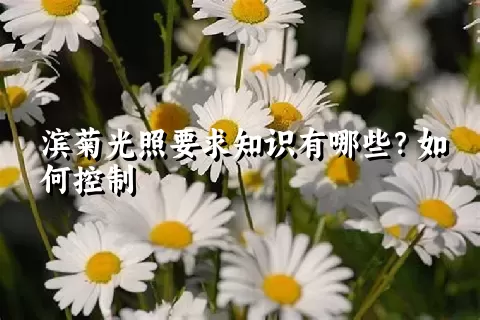 滨菊光照要求知识有哪些？如何控制