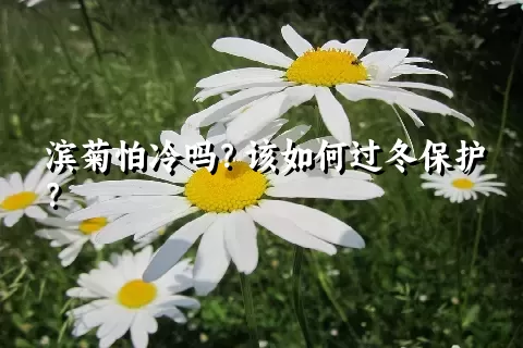 滨菊怕冷吗？该如何过冬保护？