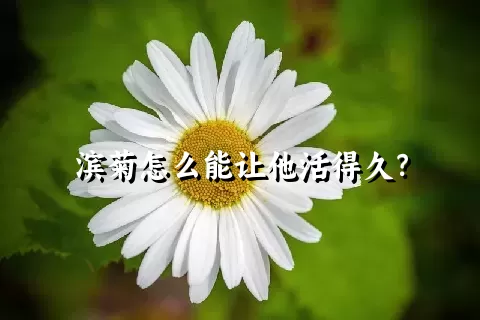 滨菊怎么能让他活得久？