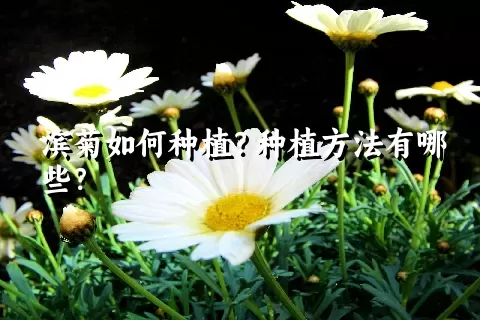 滨菊如何种植？种植方法有哪些？