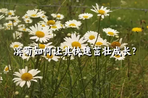 滨菊如何让其快速茁壮成长？
