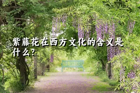 紫藤花在西方文化的含义是什么？