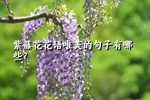 紫藤花花语唯美的句子有哪些？