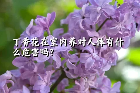 丁香花在室内养对人体有什么危害吗？
