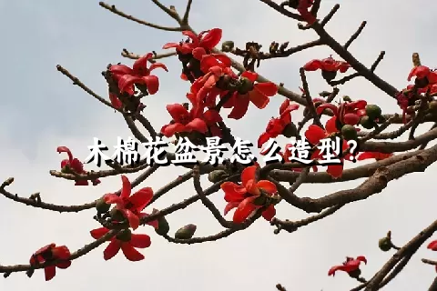 木棉花盆景怎么造型？