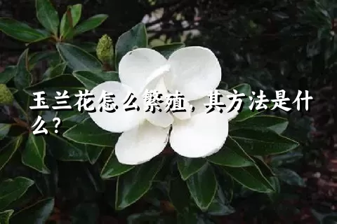 玉兰花怎么繁殖，其方法是什么？